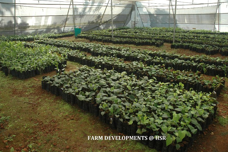 In poly house 1 (1).jpg